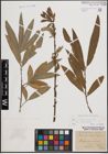 Foto von Salix cinerea L. x Salix viminalis L.